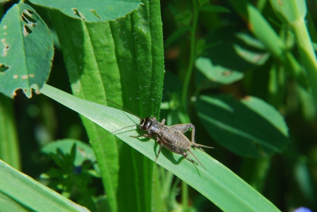 Grilli: Eumodicogryllus bordigalensis